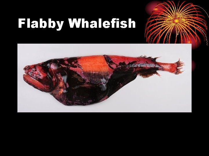 Flabby Whalefish 