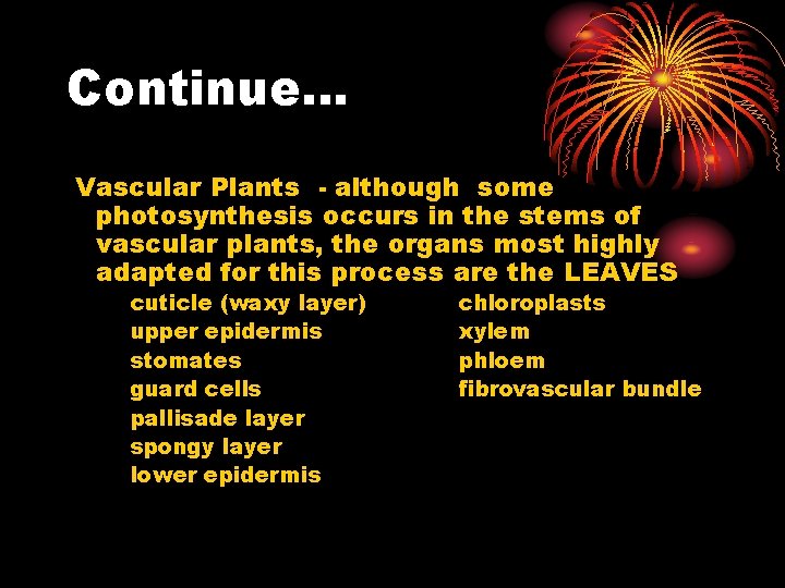 Continue… Vascular Plants - although some photosynthesis occurs in the stems of vascular plants,