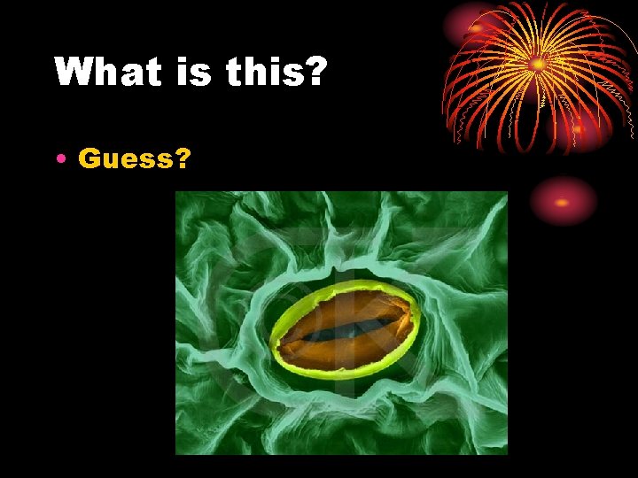 What is this? • Guess? 