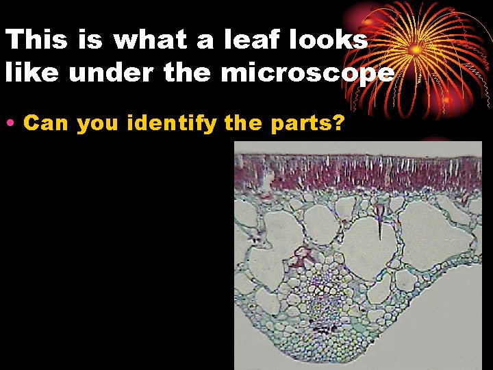 This is what a leaf looks like under the microscope • Can you identify