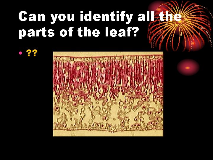 Can you identify all the parts of the leaf? • ? ? 