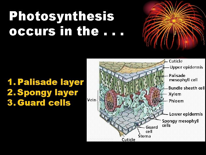 Photosynthesis occurs in the. . . 1. Palisade layer 2. Spongy layer 3. Guard