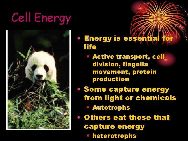 Cell Energy • Energy is essential for life • Active transport, cell division, flagella