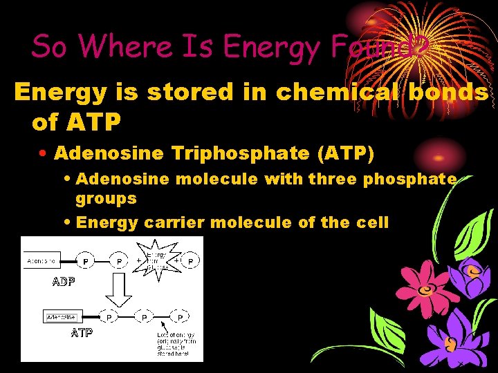 So Where Is Energy Found? Energy is stored in chemical bonds of ATP •