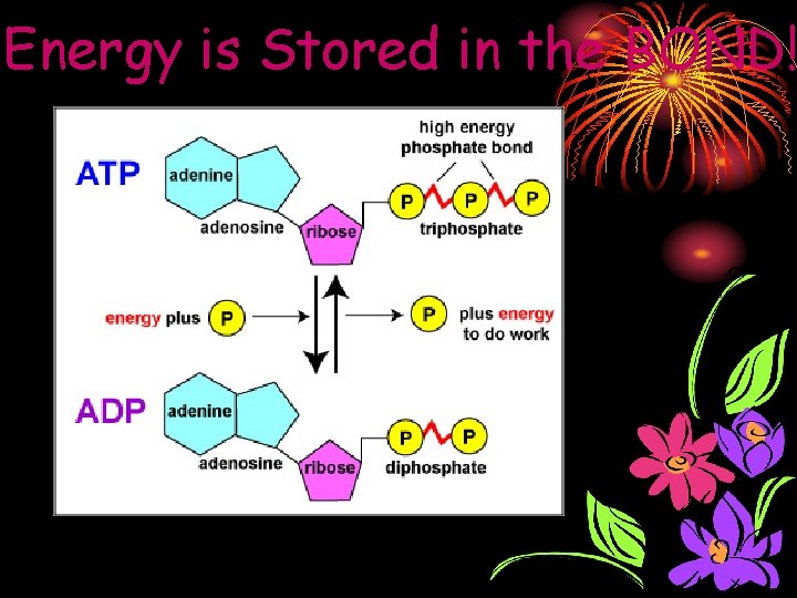 Energy is Stored in the BOND! 