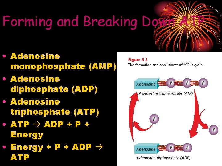 Forming and Breaking Down ATP • Adenosine monophosphate (AMP) • Adenosine diphosphate (ADP) •