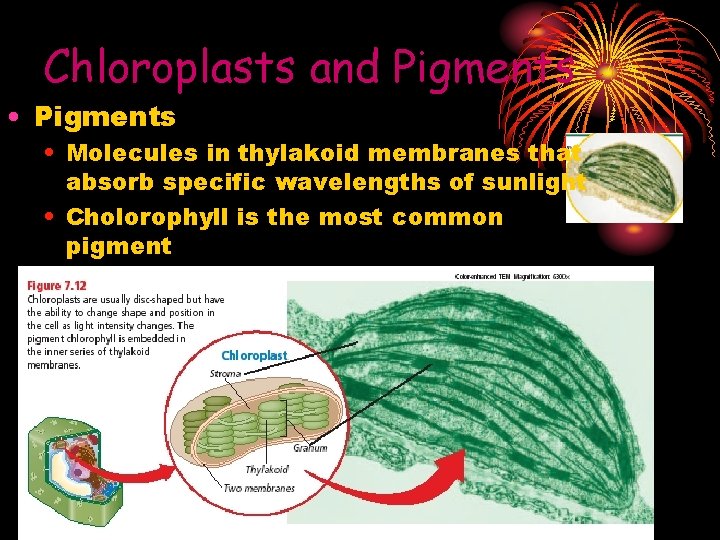 Chloroplasts and Pigments • Molecules in thylakoid membranes that absorb specific wavelengths of sunlight