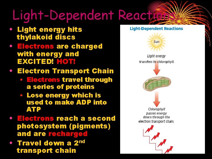 Light-Dependent Reactions • Light energy hits thylakoid discs • Electrons are charged with energy