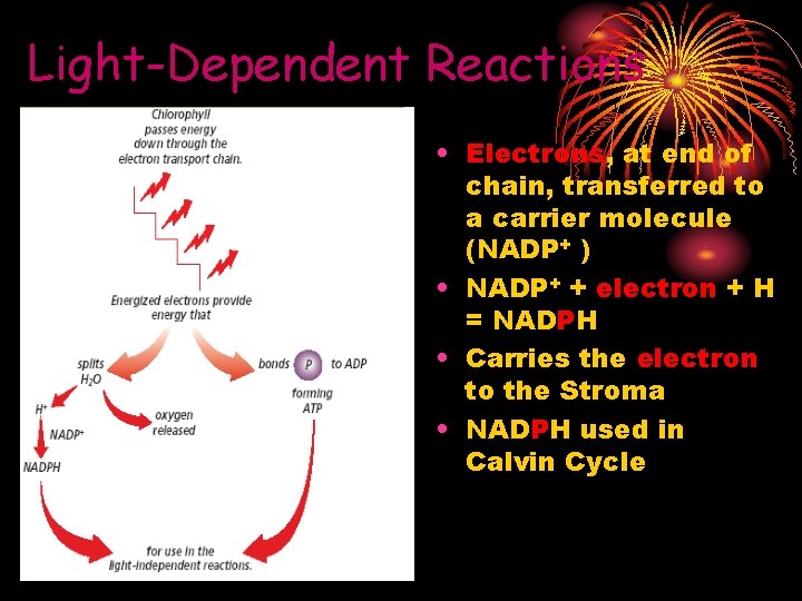 Light-Dependent Reactions • Electrons, at end of chain, transferred to a carrier molecule (NADP+