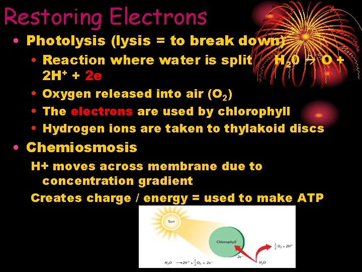 Restoring Electrons • Photolysis (lysis = to break down) • Reaction where water is