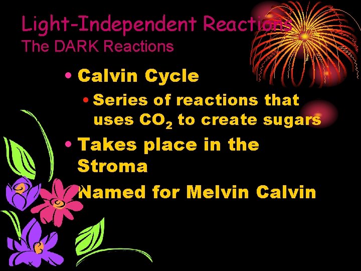 Light-Independent Reactions The DARK Reactions • Calvin Cycle • Series of reactions that uses