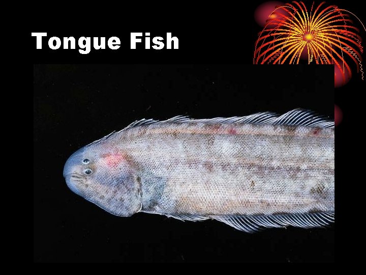 Tongue Fish 