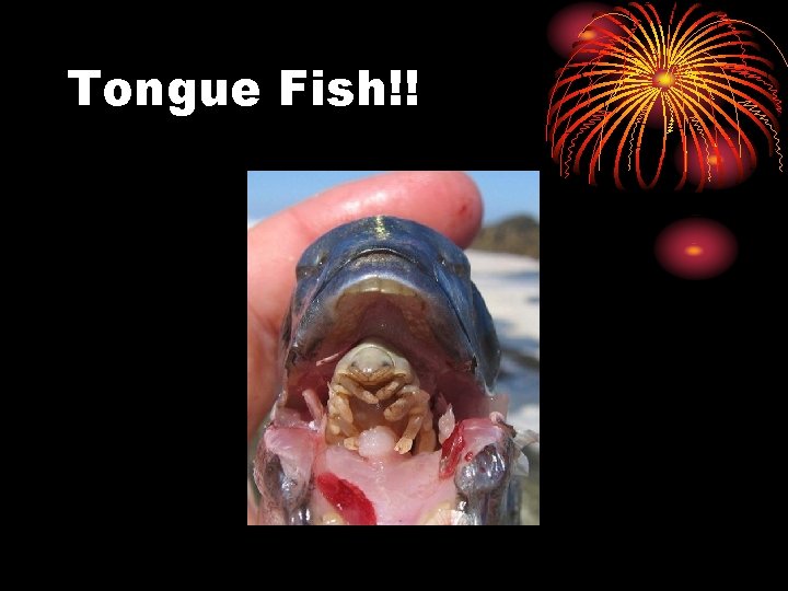 Flabby Whalefish Blob Fish Hydrothermal Vent Tongue Fish