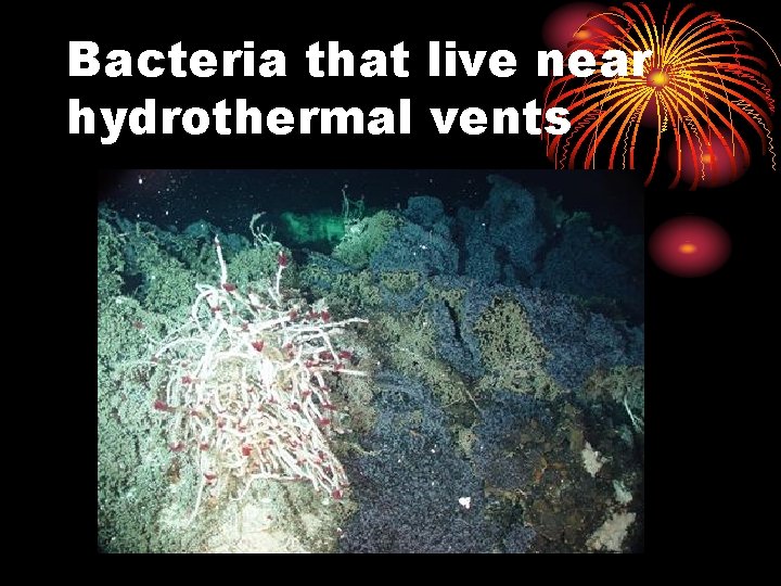 Bacteria that live near hydrothermal vents 