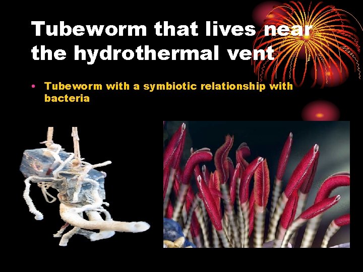 Tubeworm that lives near the hydrothermal vent • Tubeworm with a symbiotic relationship with