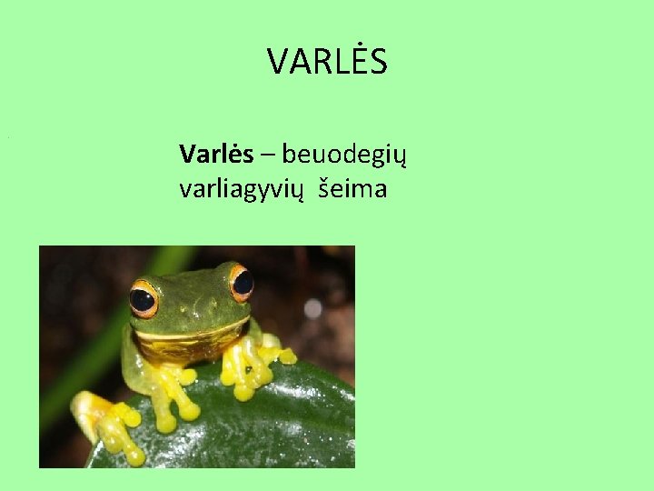 VARLĖS. Varlės – beuodegių varliagyvių šeima 