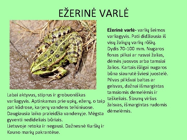 EŽERINĖ VARLĖ Ežerinė varlė- varlių šeimos varliagyvis. Pati didžiausia iš visų žaliųjų varlių rūšių.