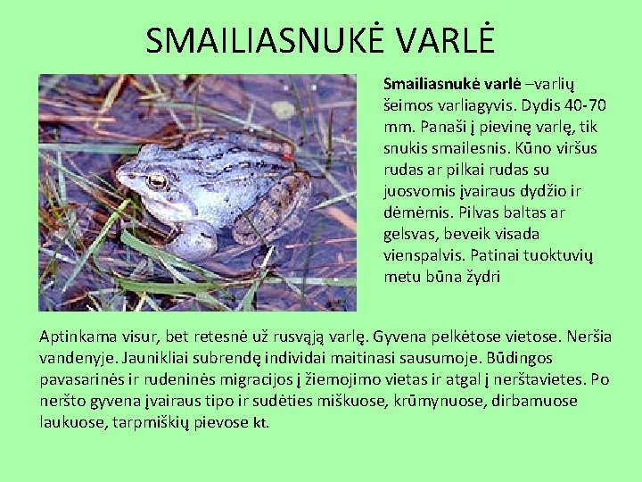 SMAILIASNUKĖ VARLĖ Smailiasnukė varlė –varlių šeimos varliagyvis. Dydis 40 -70 mm. Panaši į pievinę