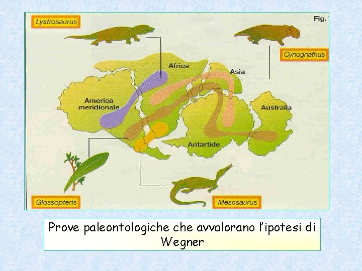  Prove paleontologiche avvalorano l’ipotesi di Wegner 