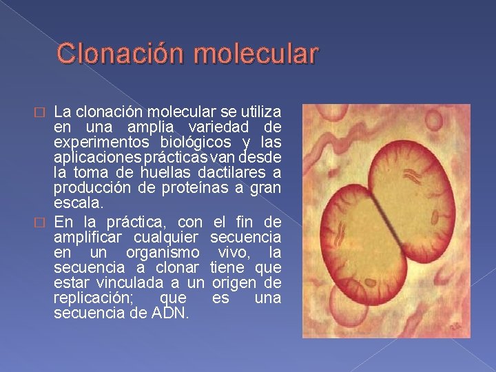 Clonación molecular La clonación molecular se utiliza en una amplia variedad de experimentos biológicos