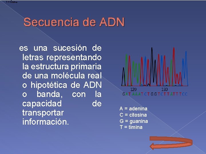 T = timina Secuencia de ADN es una sucesión de letras representando la estructura