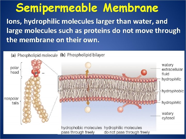 Semipermeable Membrane Ions, hydrophilic molecules larger than water, and large molecules such as proteins
