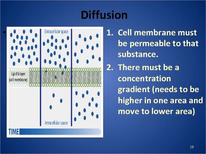 Diffusion • Two things need to happen in a cell in order for diffusion