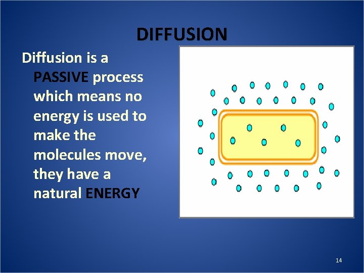 DIFFUSION Diffusion is a PASSIVE process which means no energy is used to make