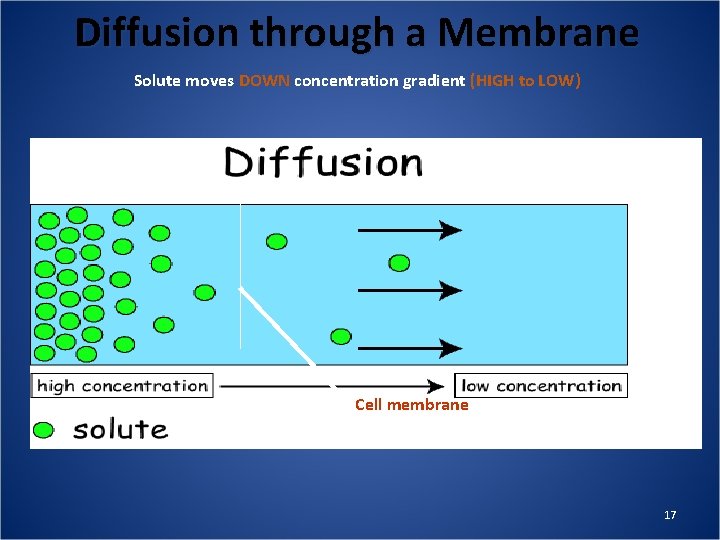Diffusion through a Membrane Solute moves DOWN concentration gradient (HIGH to LOW) Cell membrane