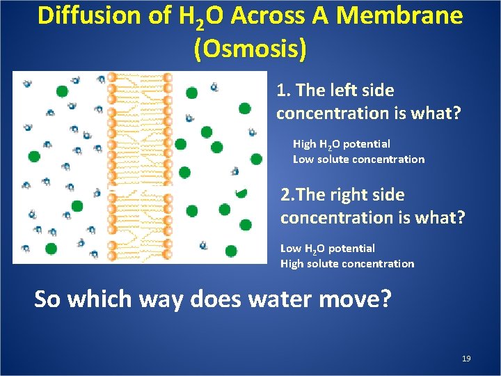 Diffusion of H 2 O Across A Membrane (Osmosis) 1. The left side concentration