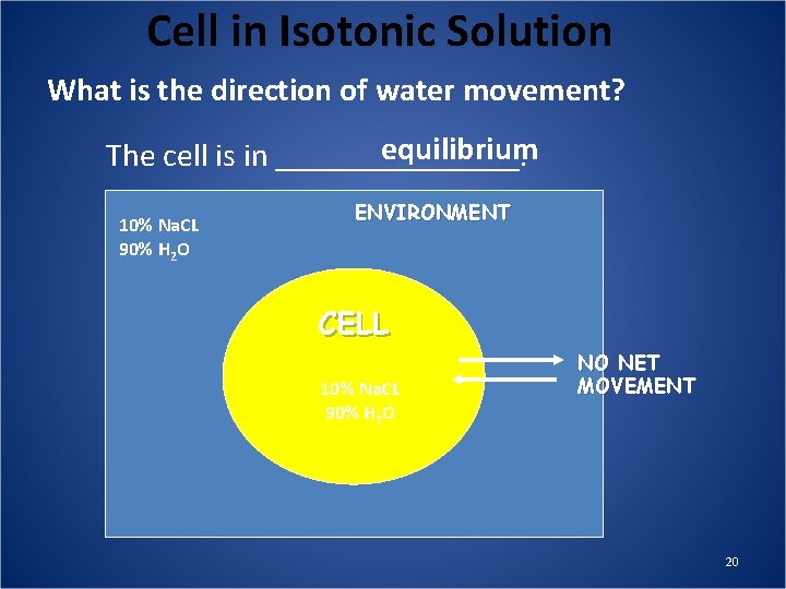 Cell in Isotonic Solution What is the direction of water movement? equilibrium The cell