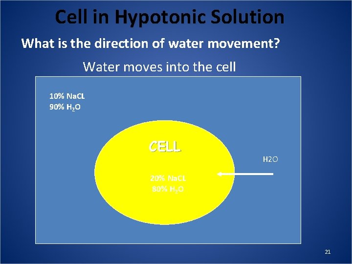 Cell in Hypotonic Solution What is the direction of water movement? Water moves into