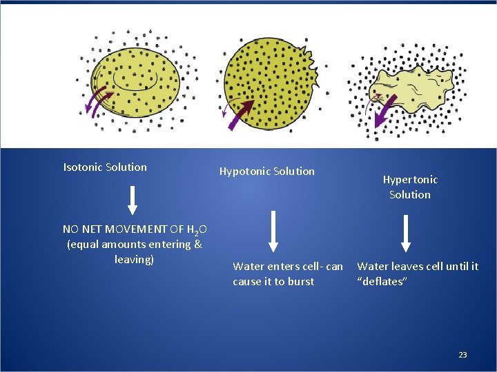 Isotonic Solution NO NET MOVEMENT OF H 2 O (equal amounts entering & leaving)