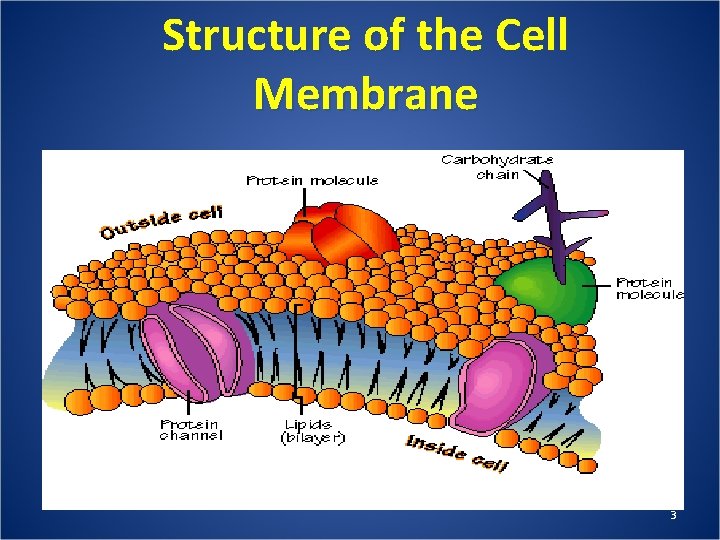 Structure of the Cell Membrane 3 