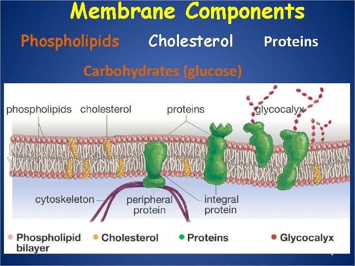 Membrane Components Phospholipids Cholesterol Proteins Carbohydrates (glucose) 4 