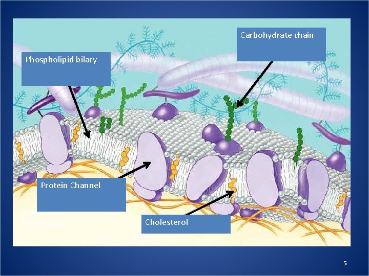 Carbohydrate chain Phospholipid bilary Protein Channel LABEL THE STRUCTURES Cholesterol 5 