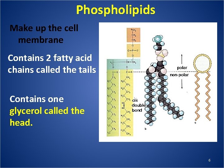 Phospholipids Make up the cell membrane Contains 2 fatty acid chains called the tails