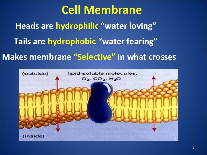 Cell Membrane Heads are hydrophilic “water loving” Tails are hydrophobic “water fearing” Makes membrane