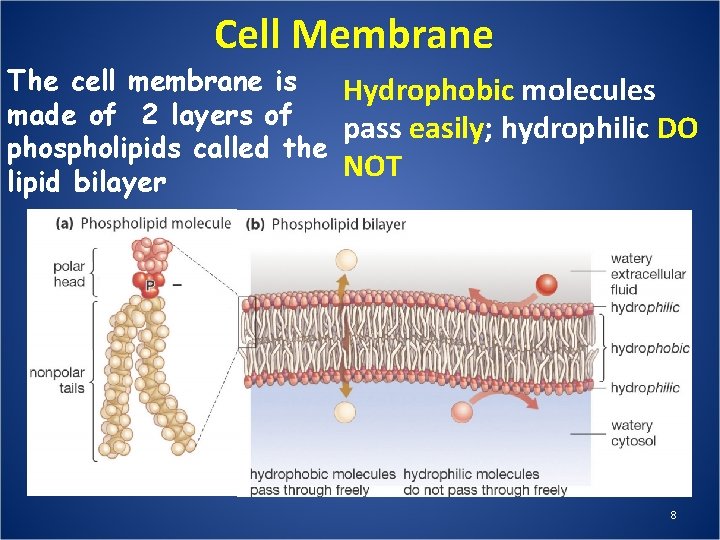 Cell Membrane The cell membrane is Hydrophobic molecules made of 2 layers of pass