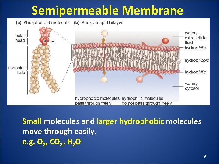 Semipermeable Membrane Small molecules and larger hydrophobic molecules move through easily. e. g. O