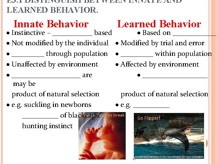 E 3. 1 DISTINGUISH BETWEEN INNATE AND LEARNED BEHAVIOR. Innate Behavior Instinctive – ______
