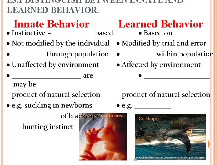 E 3. 1 DISTINGUISH BETWEEN INNATE AND LEARNED BEHAVIOR. Innate Behavior Instinctive – ______ E 3. 1 DISTINGUISH BETWEEN INNATE AND LEARNED BEHAVIOR. Innate Behavior Instinctive – ______