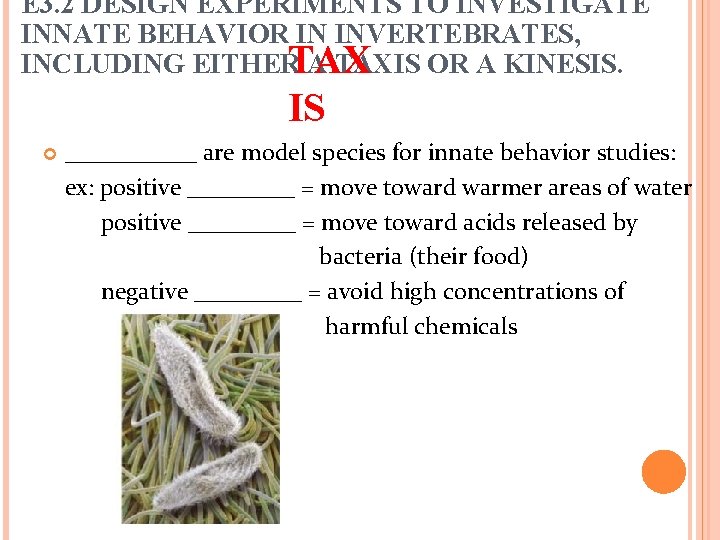 E 3. 2 DESIGN EXPERIMENTS TO INVESTIGATE INNATE BEHAVIOR IN INVERTEBRATES, INCLUDING EITHERTAX A