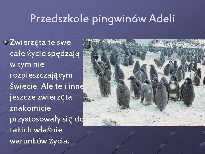 Przedszkole pingwinów Adeli Zwierzęta te swe całe życie spędzają w tym nie rozpieszczającym świecie.