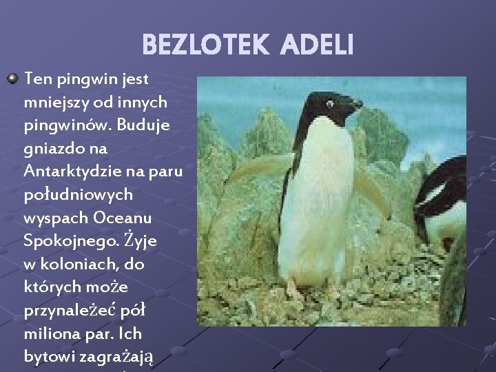 BEZLOTEK ADELI Ten pingwin jest mniejszy od innych pingwinów. Buduje gniazdo na Antarktydzie na