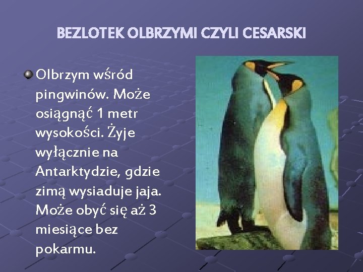 BEZLOTEK OLBRZYMI CZYLI CESARSKI Olbrzym wśród pingwinów. Może osiągnąć 1 metr wysokości. Żyje wyłącznie