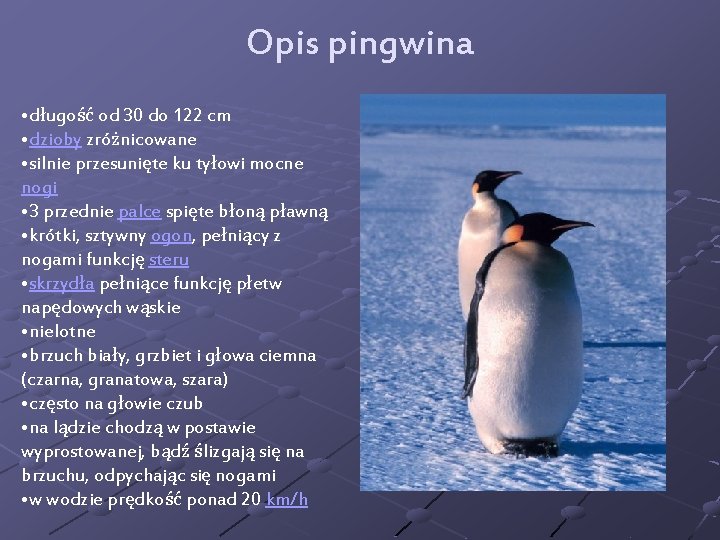 Opis pingwina • długość od 30 do 122 cm • dzioby zróżnicowane • silnie