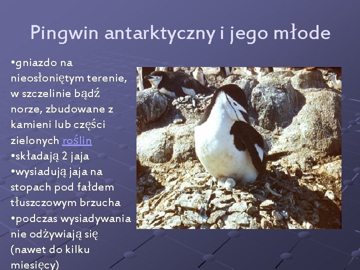 Pingwin antarktyczny i jego młode • gniazdo na nieosłoniętym terenie, w szczelinie bądź norze,