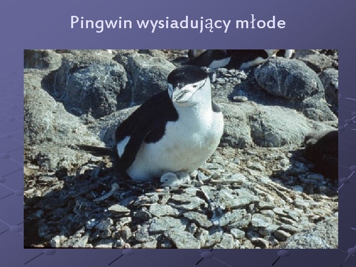 Pingwin wysiadujący młode 