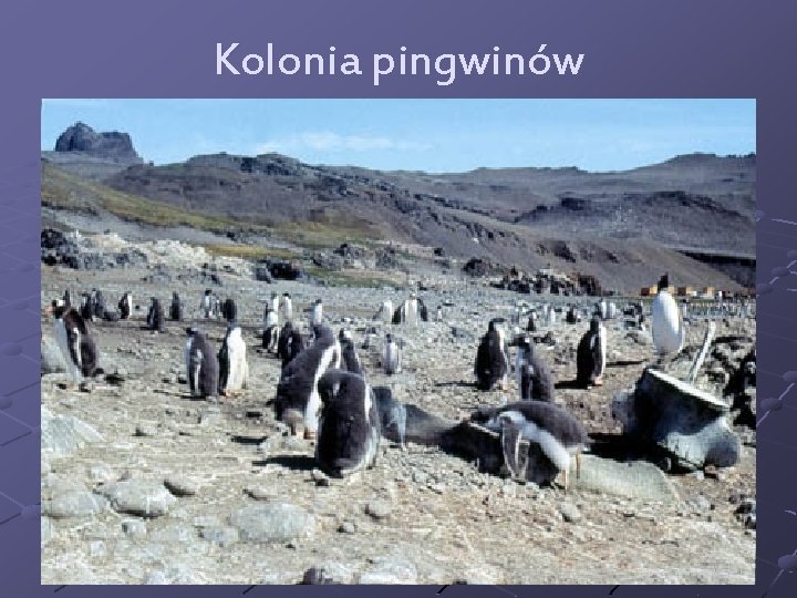 Kolonia pingwinów 